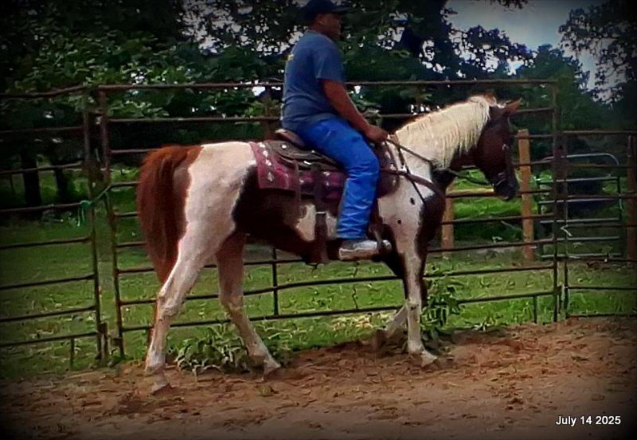 Jazzy – Beautiful Paint Mare with a Heart of Gold