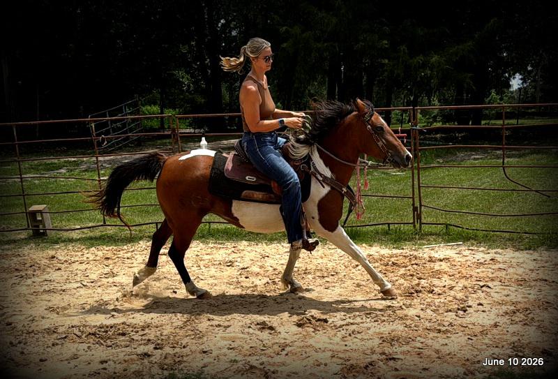 🧡Coca🧡Solid, Sensible Trail Mare 🌟