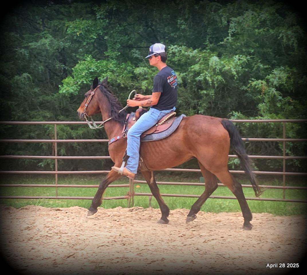 Sammy – A Comeback Story with a Heart of Gold