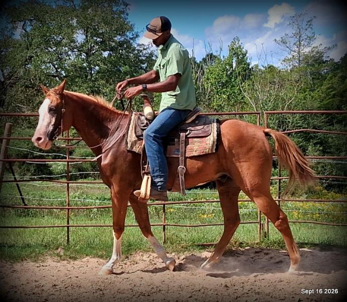 💚 Rocky | Kid-Safe Family Trail Gelding