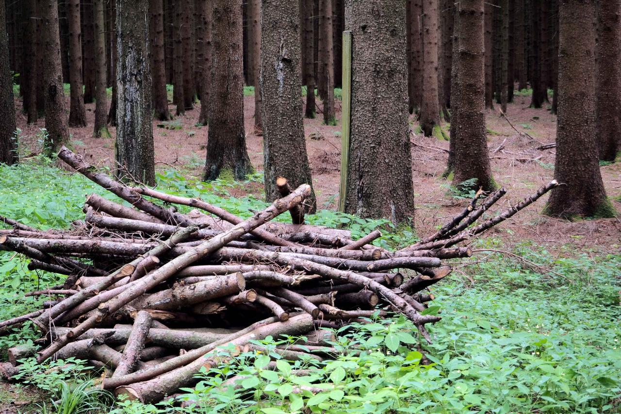 FIREWOOD AND MULCH