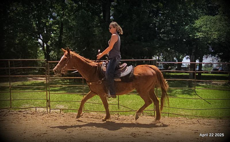 Belle’s Story: A Heart That Never Gave Up