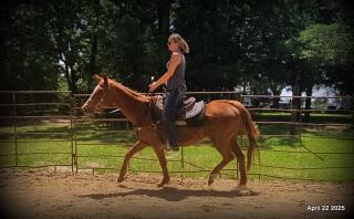 Belle’s Story: A Heart That Never Gave Up
