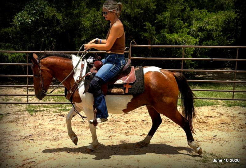 🧡Coca🧡Solid, Sensible Trail Mare 🌟