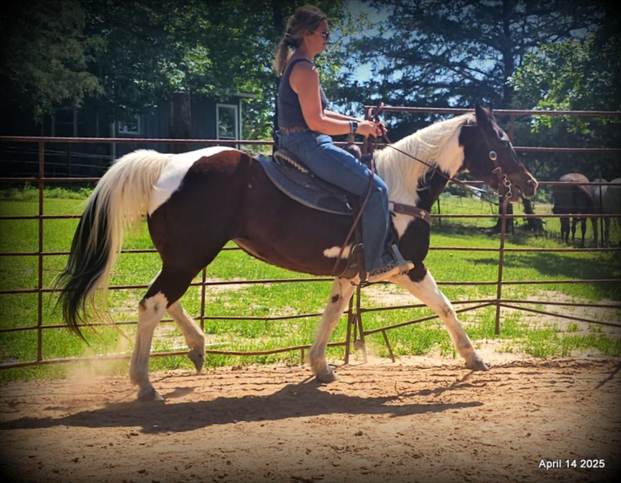 Montana – The Picture-Perfect Partner with All the Right Moves