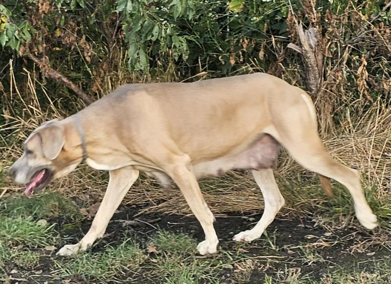 Daisy x Duke Puppies