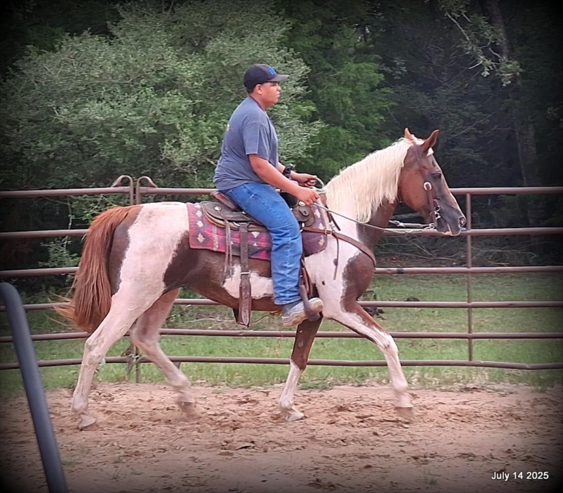 Jazzy – Beautiful Paint Mare with a Heart of Gold