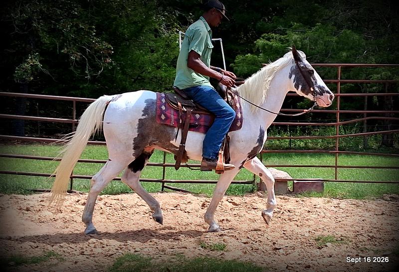 💚 Cosmo | Kid-Safe Spotted Gaited Gelding