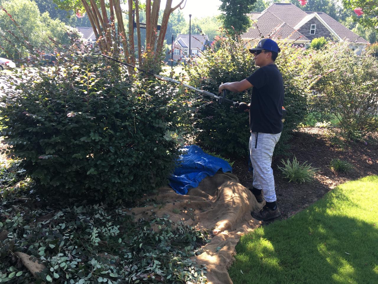 Trimming &amp; Pruning