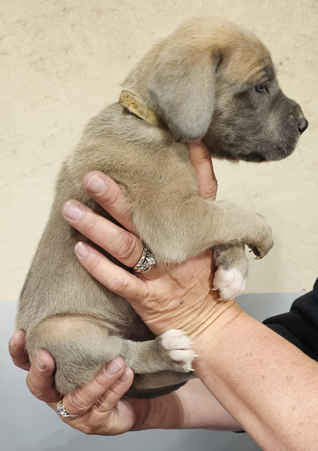 Blue Fawn Female Grey Collar