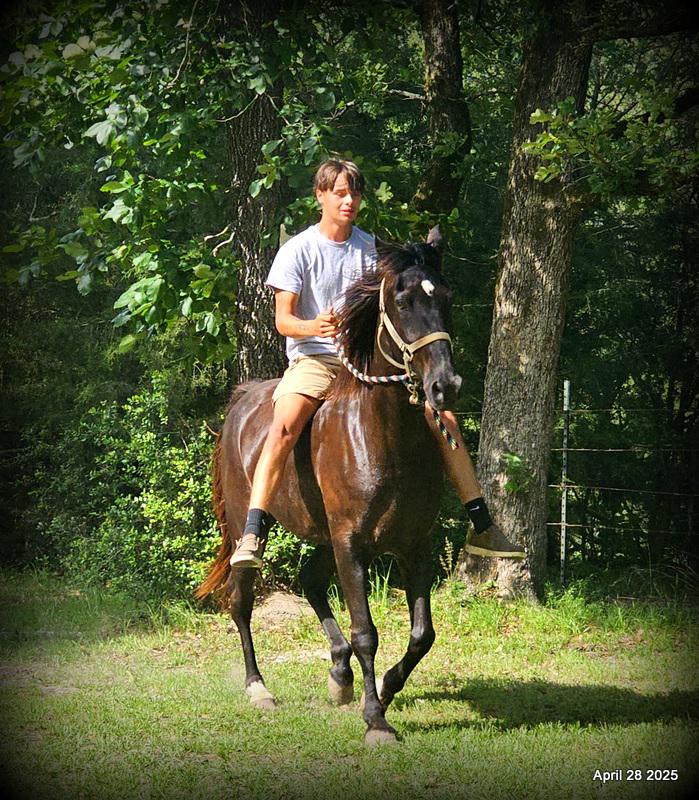 Midnight ***Gentle, Gaited Trail Gelding