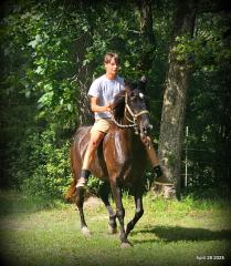 Midnight ***Gentle, Gaited Trail Gelding