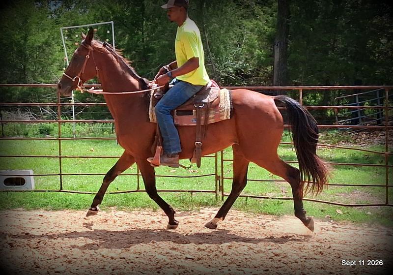 🧡 Jessica’s Beauty | Registered Standardbred Mare🧡