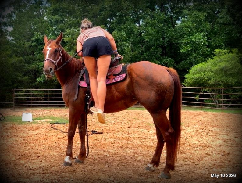 ❤️Mocha❤️Mare with a Story Still Being Written 🌟
