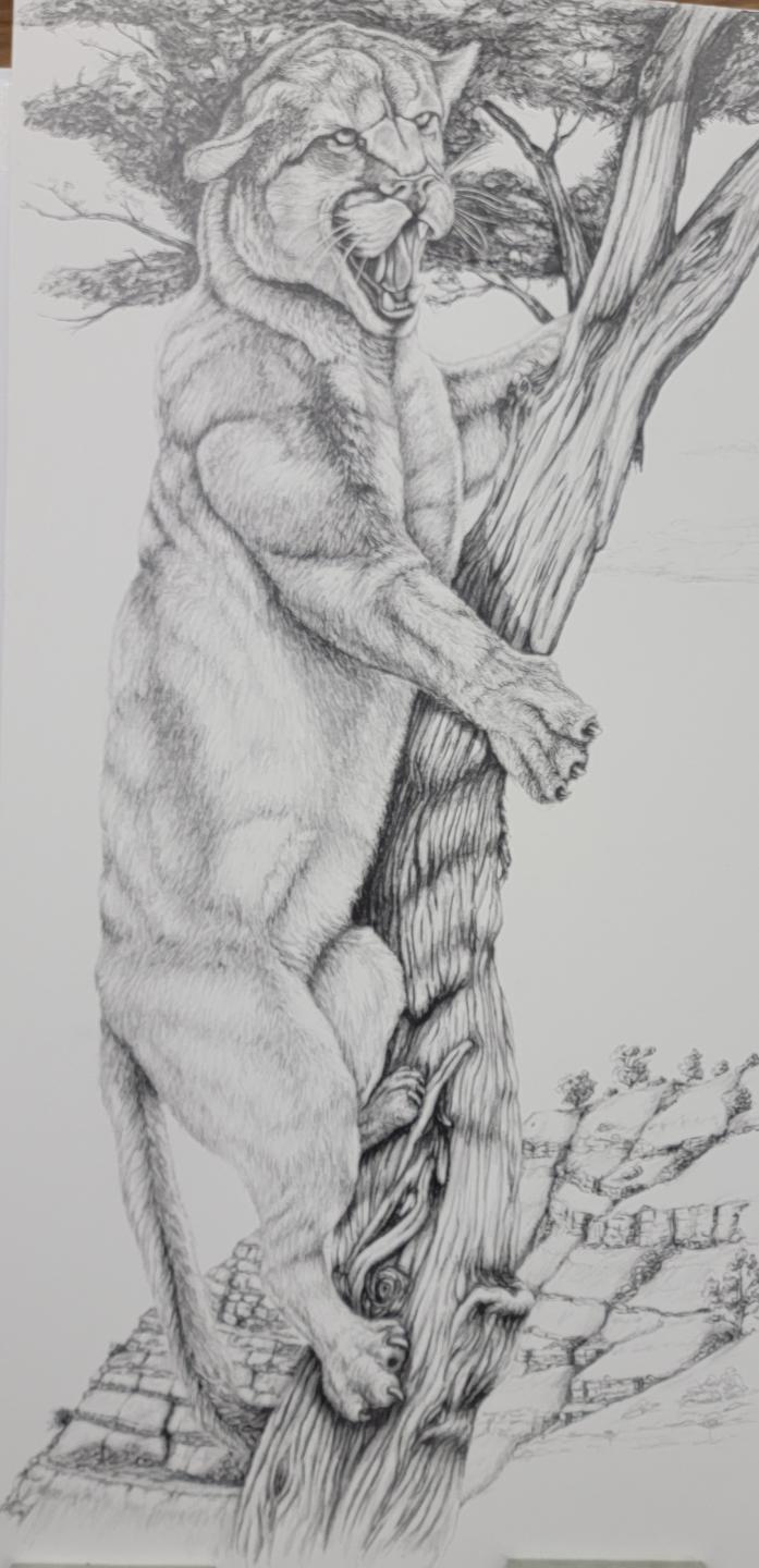 Mountain Lion