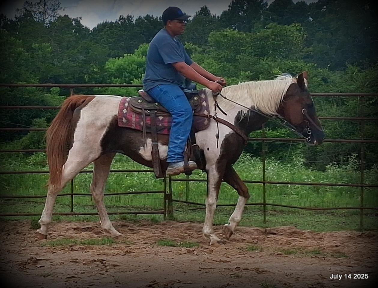 Jazzy – Beautiful Paint Mare with a Heart of Gold