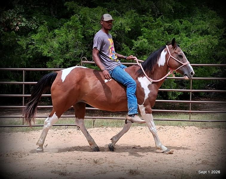 💛 🐴 Milly • Beginner Safe, Confident & Smooth Trail Mare💛