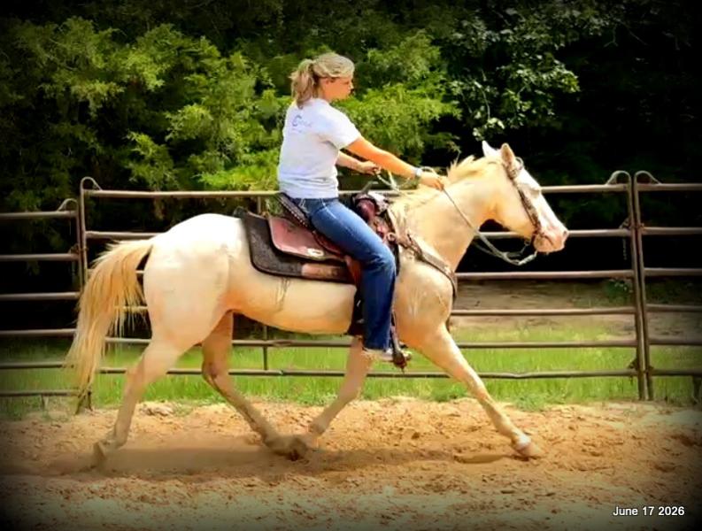 💚Prince💚Meet Prince: Your Dream Riding Partner! 👑