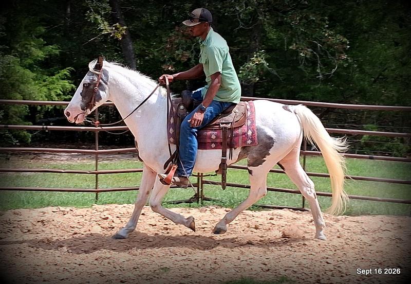 💚 Cosmo | Kid-Safe Spotted Gaited Gelding