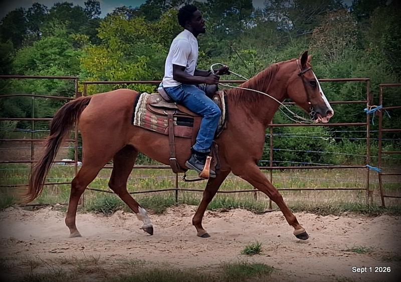 💚🐴 Brandy • Kid Safe, Family Safe & Dependable Quarter Horse Mare💚