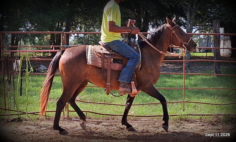 💚 Pop-tart Kid Safe & Family Safe Mare💚