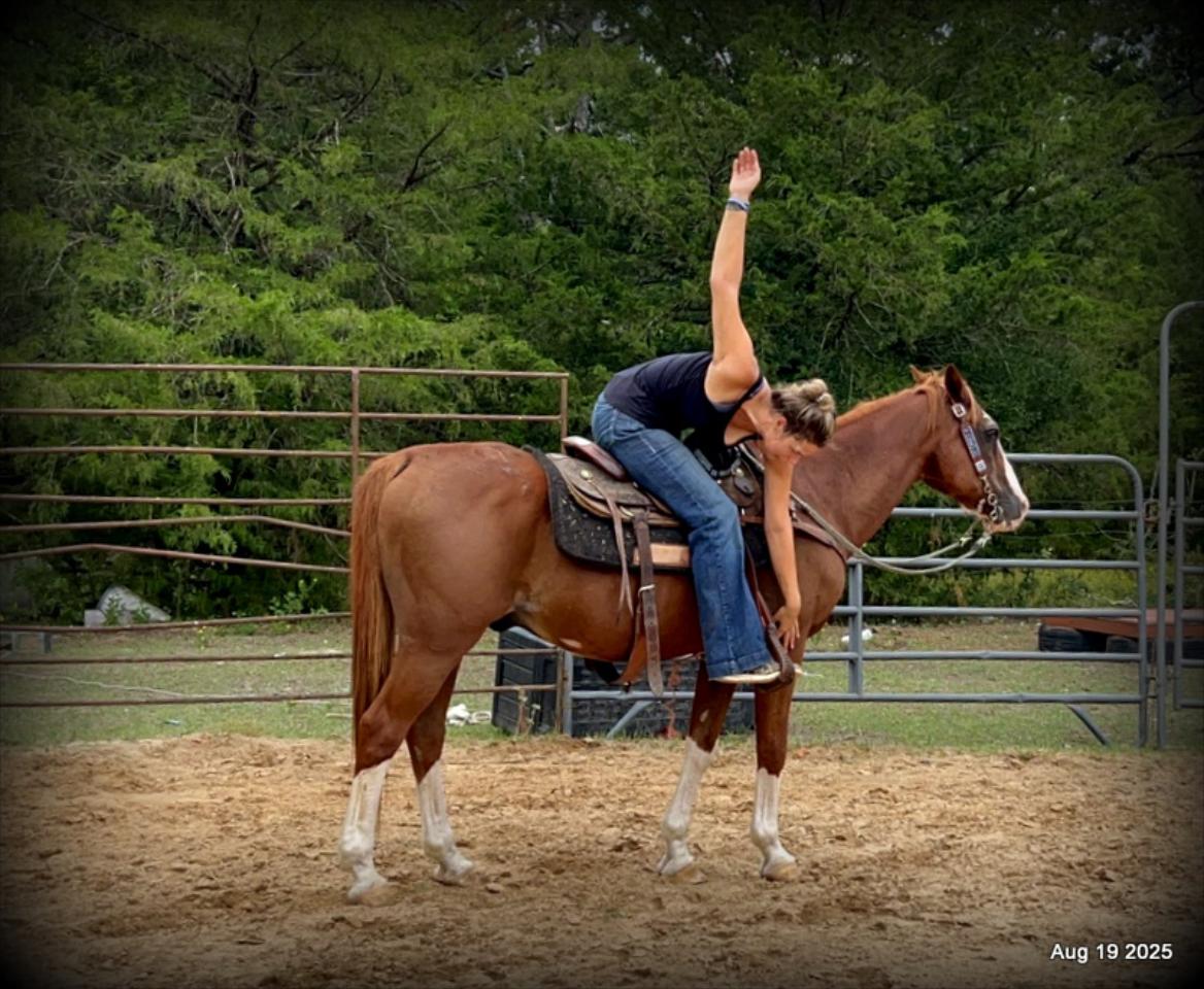 Cooper Amazing Beginners Horse