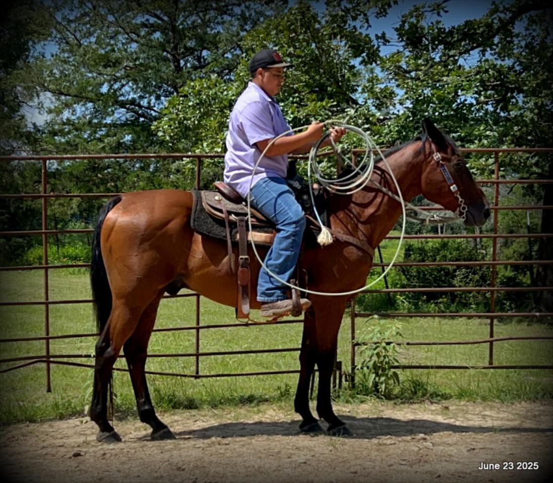Sammy – A Comeback Story with a Heart of Gold