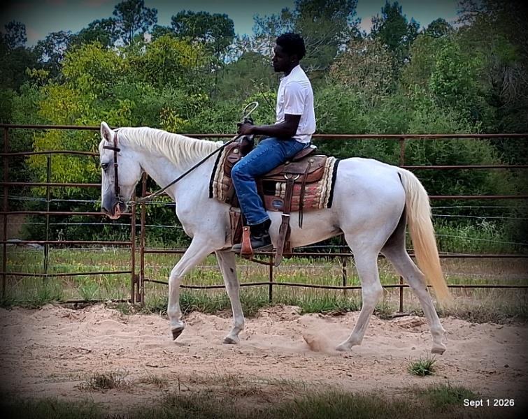 💛 🐴 Wisp • Beginner Safe, Smooth & Gentle Trail Mare 💛