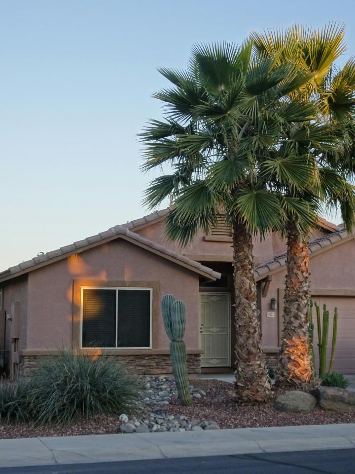 Expert Plant and Tree Installation in Arizona