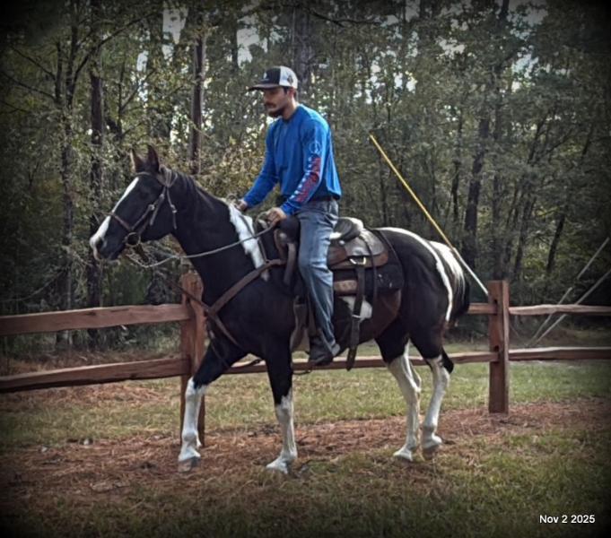 🧡Ragan🧡🎄 ✨ A Christmas Dream Horse Looking for Her Forever Home ✨ 🎄