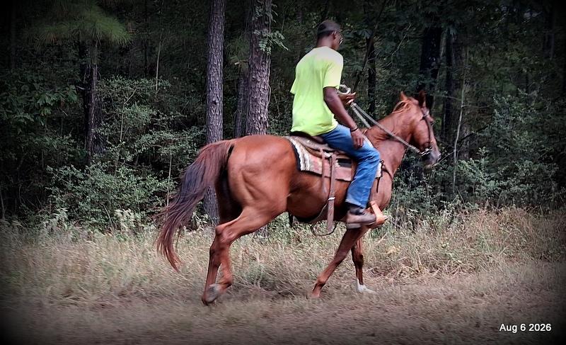 💛🐴 Scarlet • Ranch Experienced, Trail Ready & Ready to Ride💛