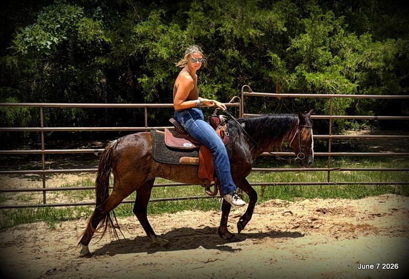💛Bugs💛Smooth-Gaited Trail Mare 🌟
