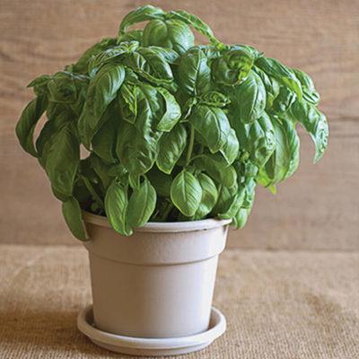 Basil - That’s Italian™