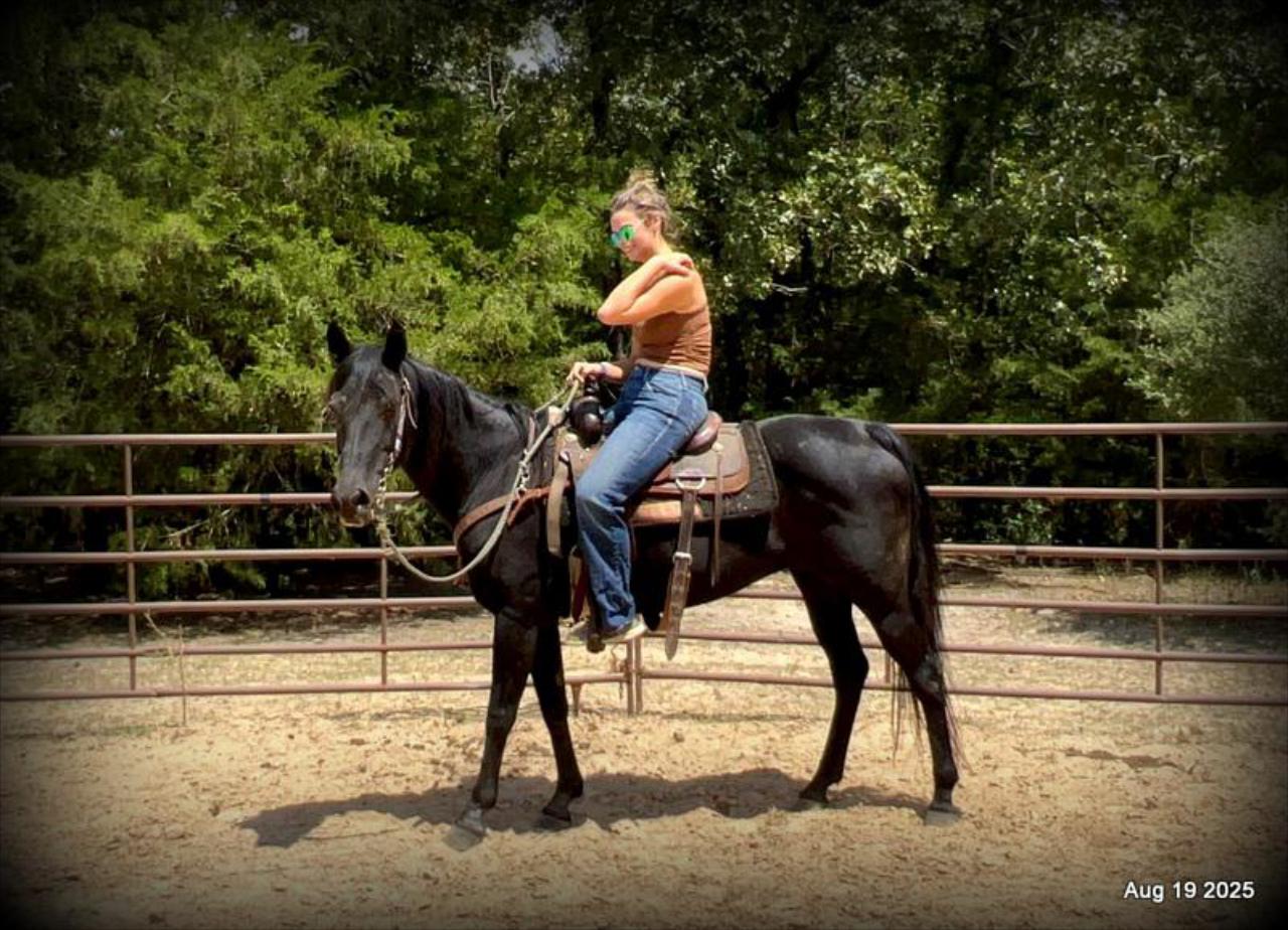 For Sale: Raven – 15-Year-Old Black Mare