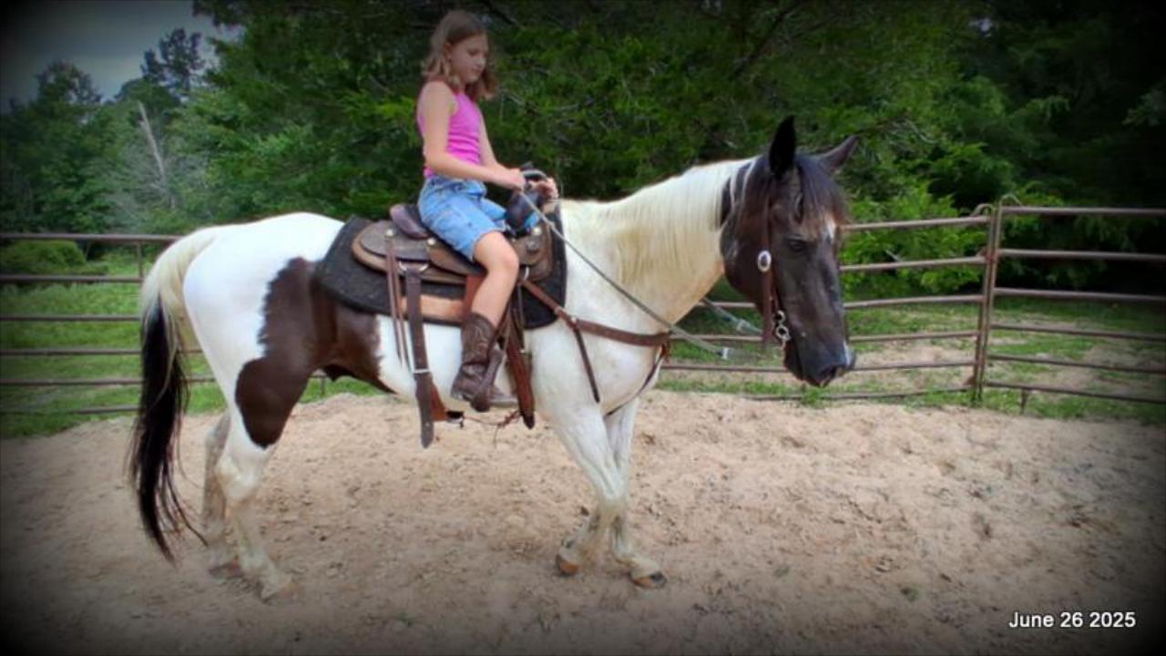 Meet Patrick – The Perfect Family Gelding!