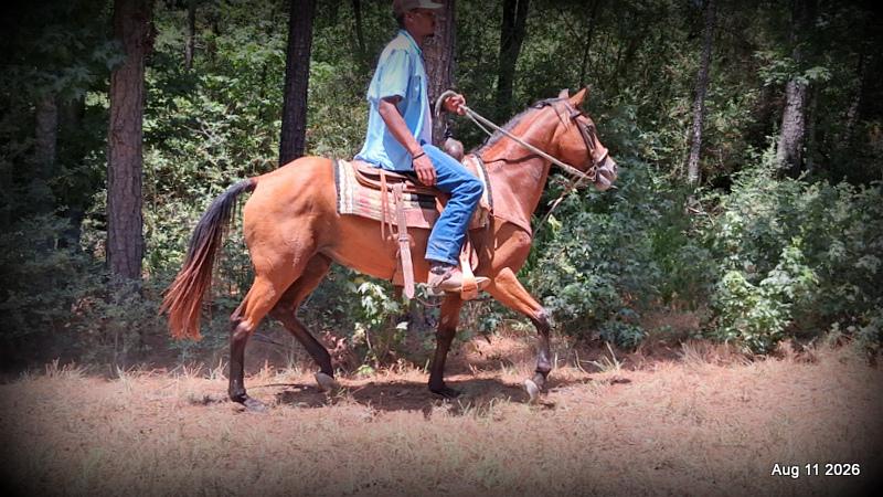 💚Sable • Beginner Safe & Family Safe Mare💚