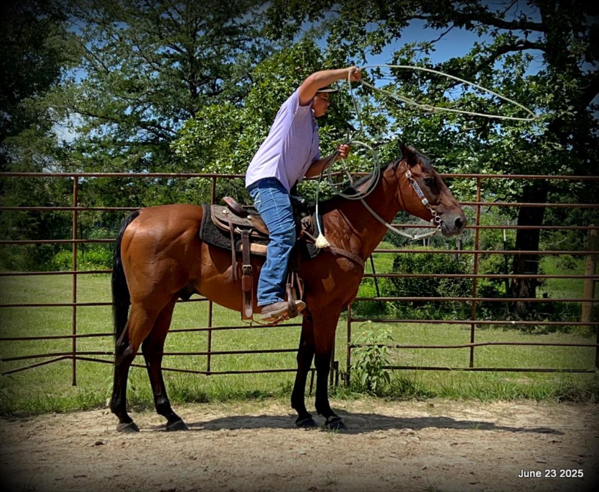 Sammy – A Comeback Story with a Heart of Gold