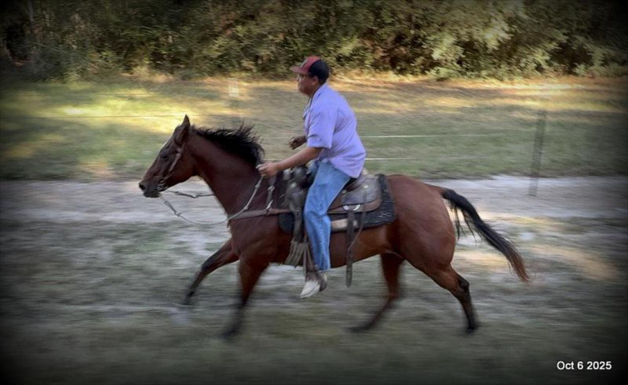 🌟 Meet Brownie – Your All-Around Ranch and Trail Partner 🌟