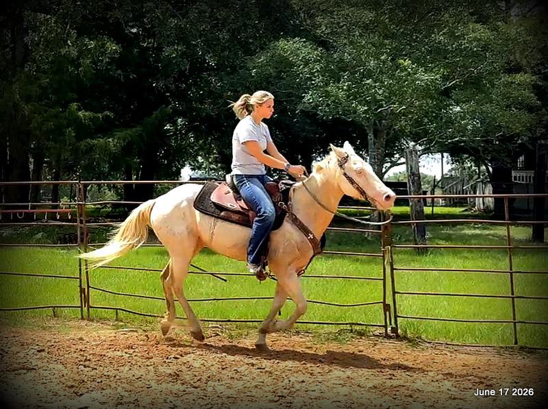 💚Prince💚Meet Prince: Your Dream Riding Partner! 👑