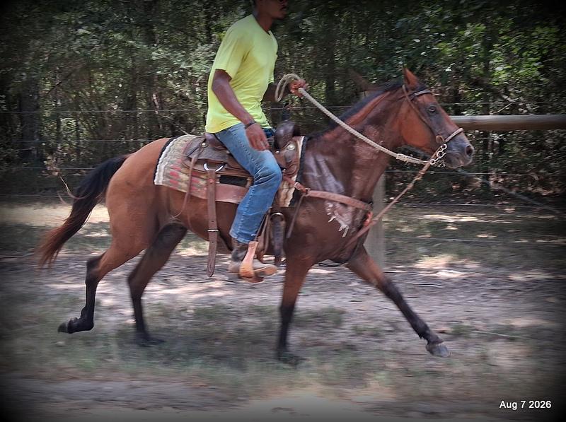 💚Sable • Beginner Safe & Family Safe Mare💚