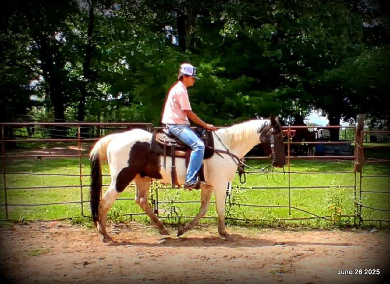 Meet Patrick – The Perfect Family Gelding!