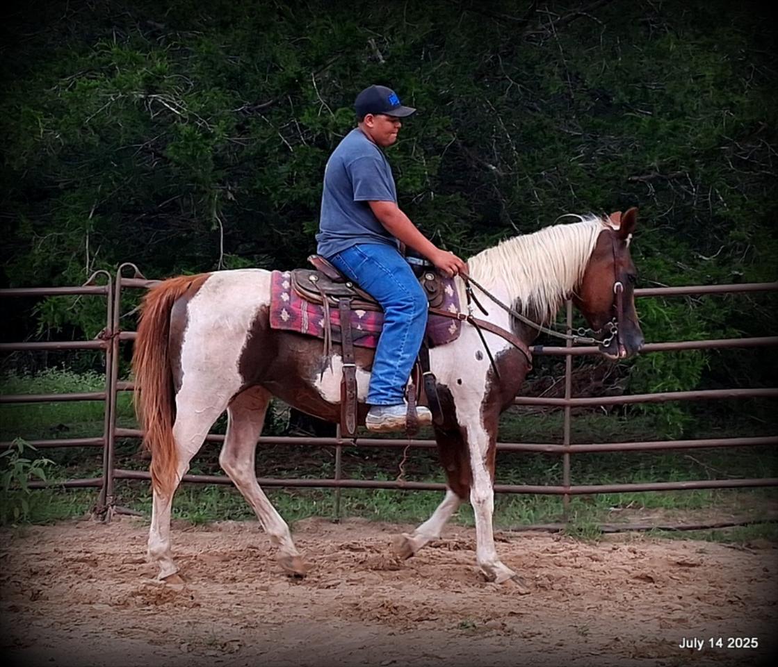 Jazzy – Beautiful Paint Mare with a Heart of Gold