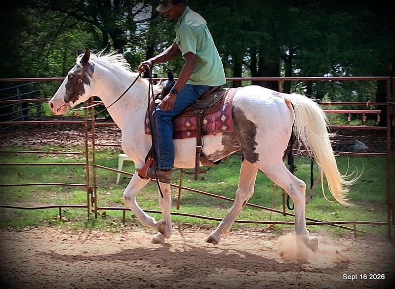 💚 Cosmo | Kid-Safe Spotted Gaited Gelding