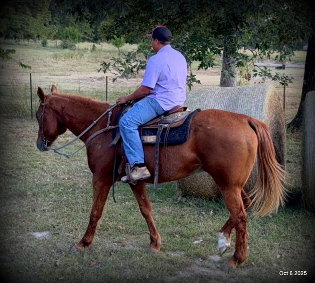Biggie – Ranch-Tested, Family-Safe, and Ready to Ride!