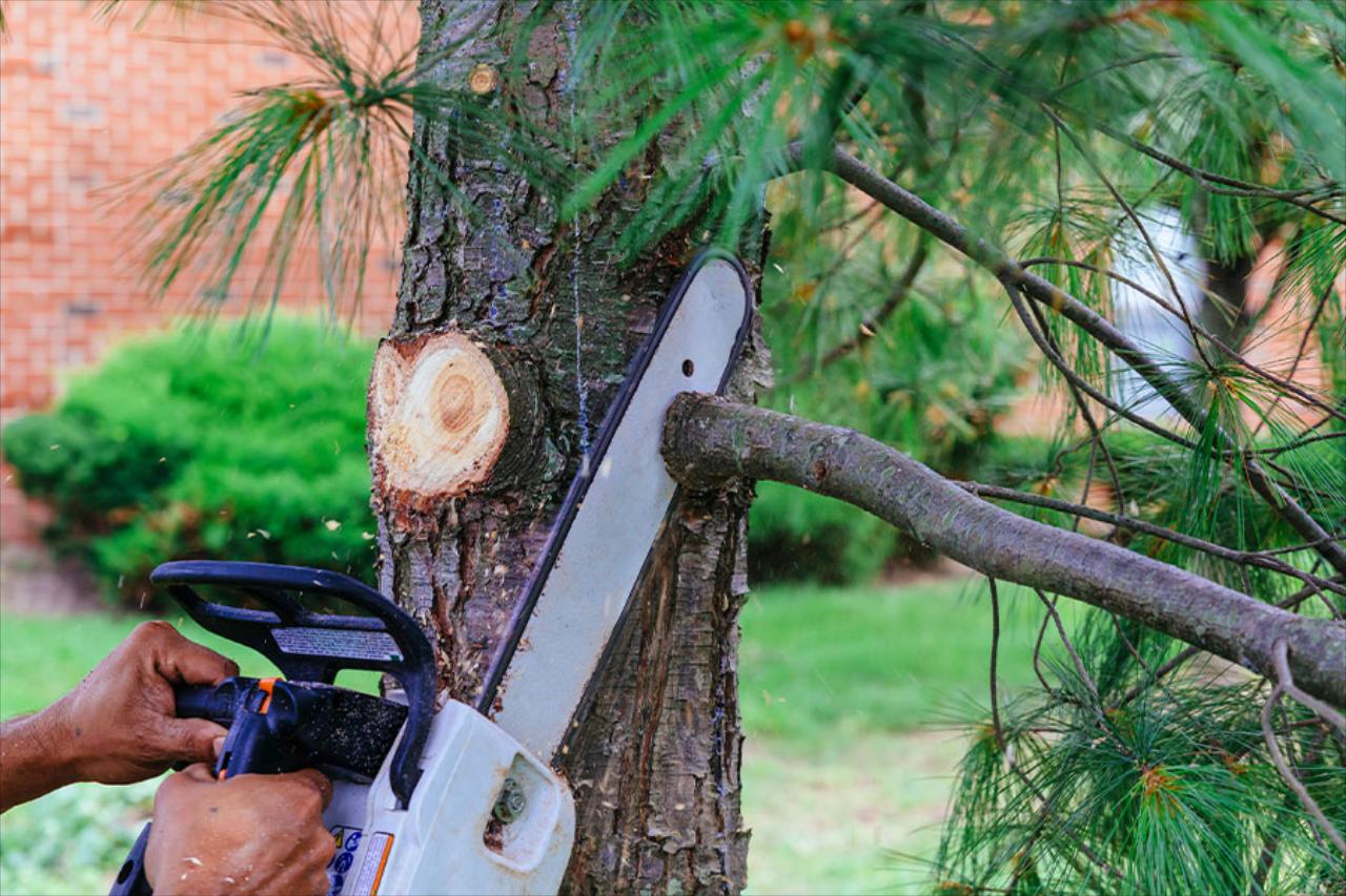 Brush Cutting, Rough Field Cutting & Mowing, Light Tree pruning(below 12 ft) Tree Removal, & Debris Relocation