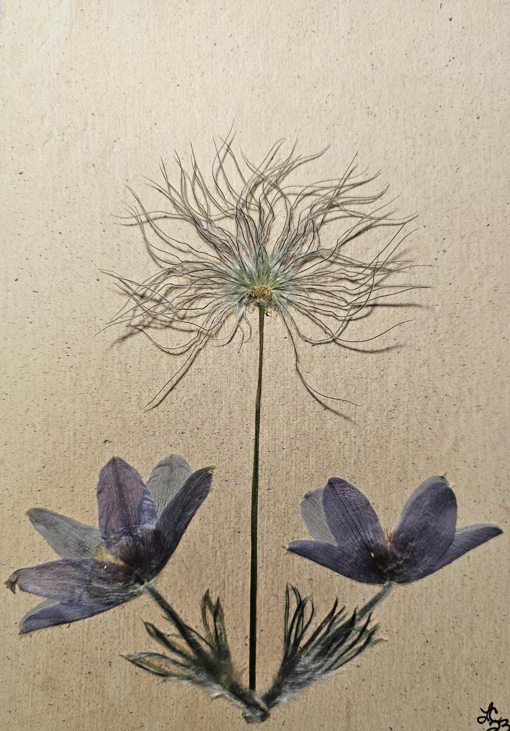 South Dakota Wildflower Series Cards 10 pack print cards