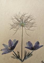 South Dakota Wildflower Series Cards 10 pack print cards