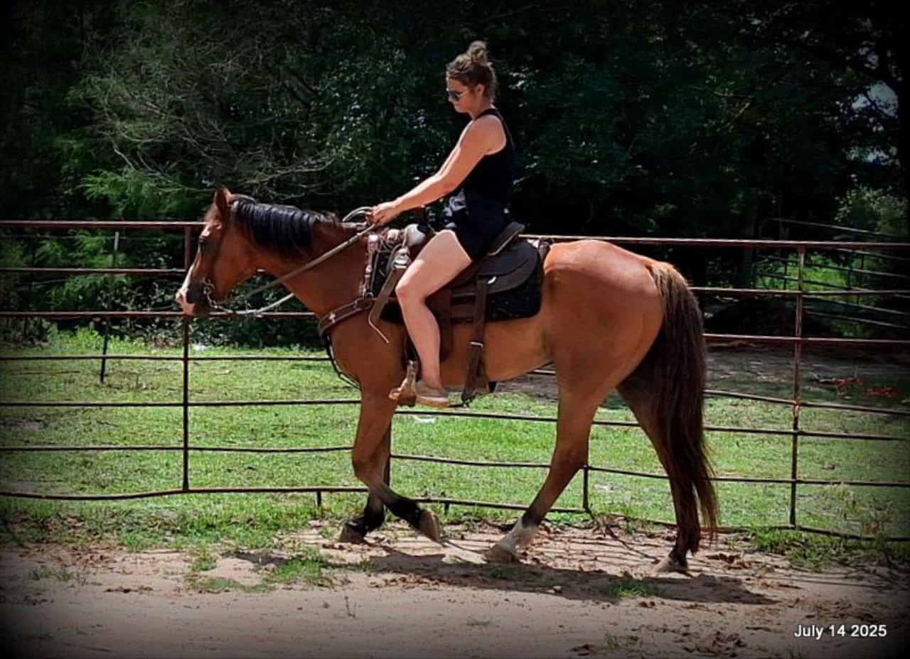 Bailey – Sweet Bay Gelding with a Heart of Gold