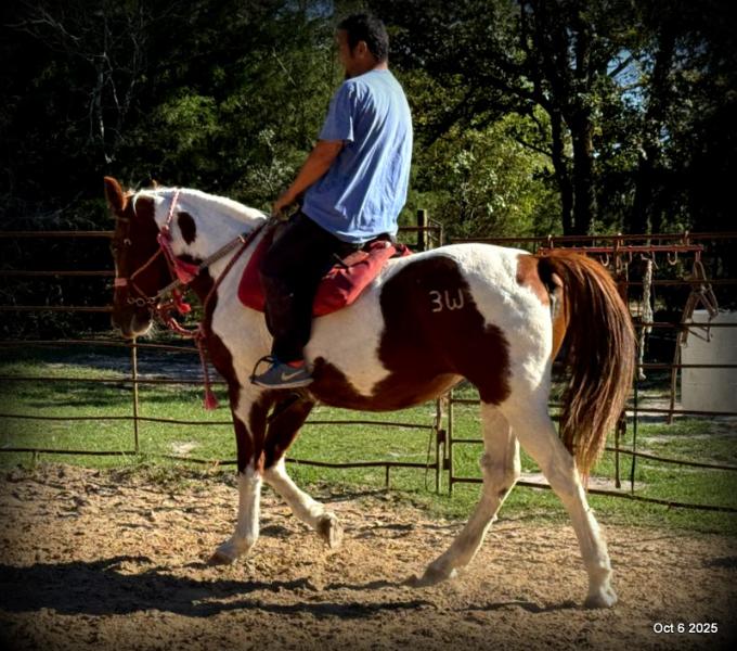 Jazzy – A Warrior Seeking Her Second Chance