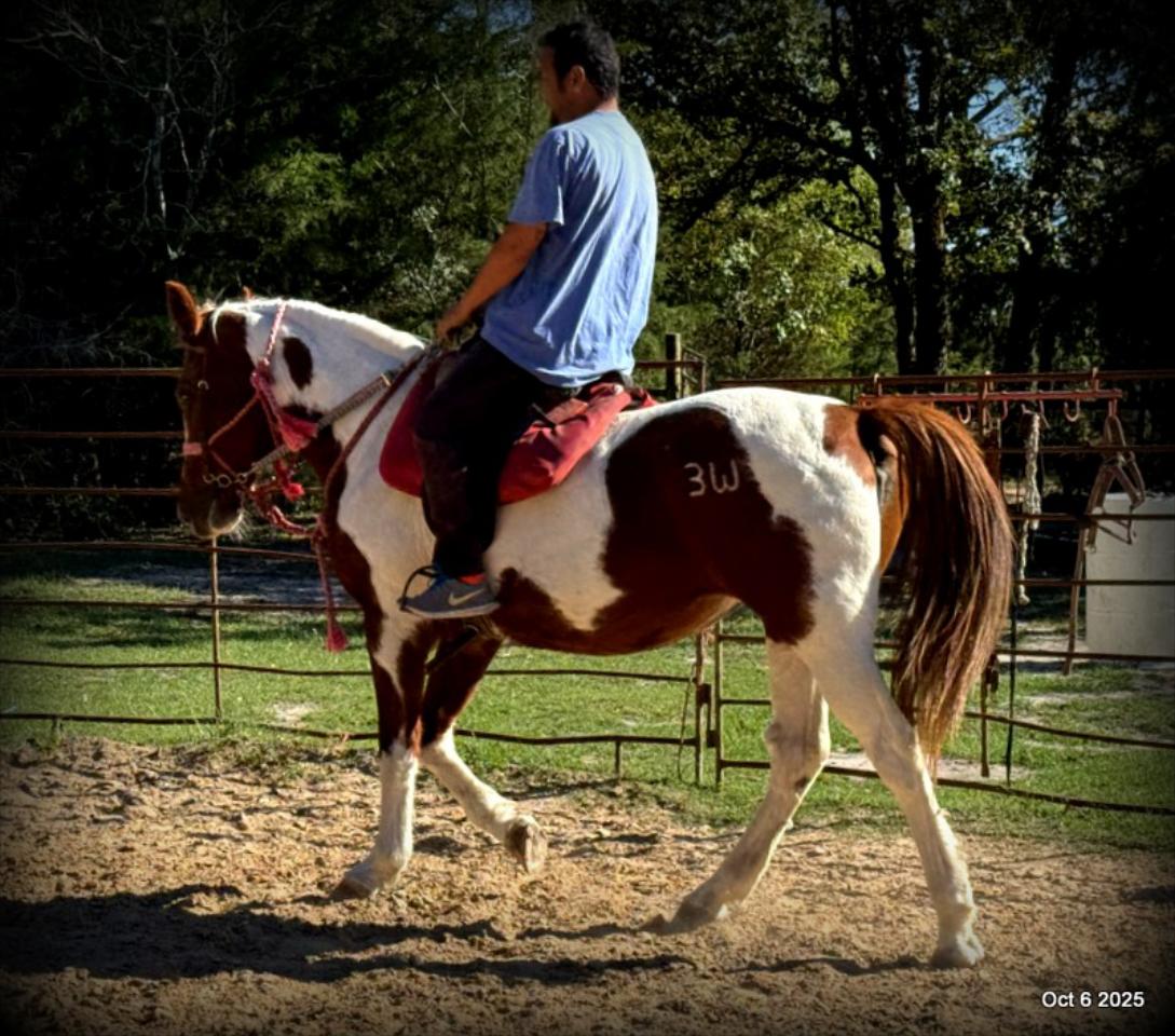 Jazzy – A Warrior Seeking Her Second Chance